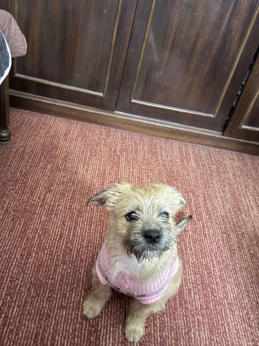 Подарявам куче смеска