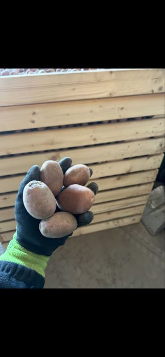 Cartofi de sămânță roșii și albi