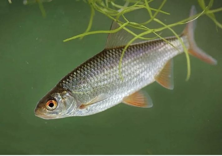 Живец для рыбалки