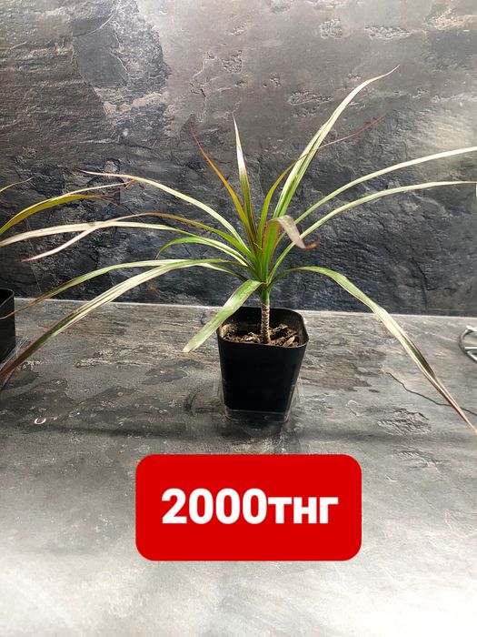 Продам драцену 2000тнг