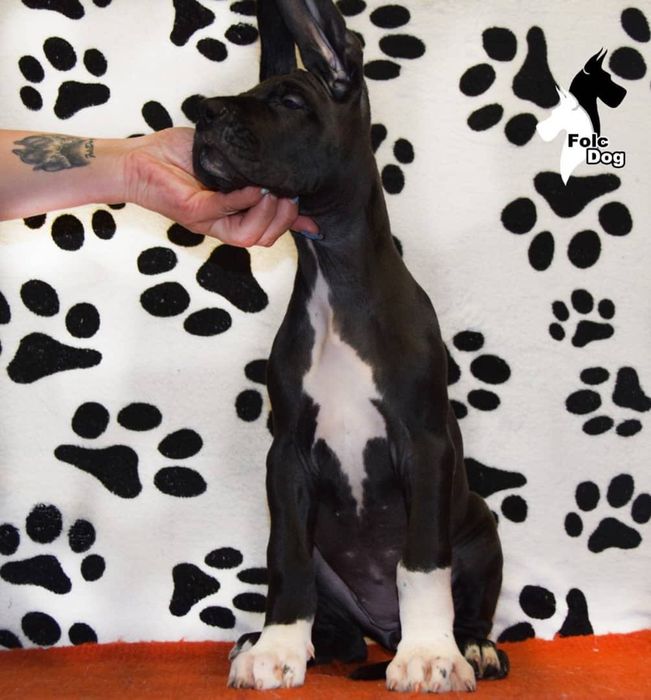 Щенки Немецкого Дога