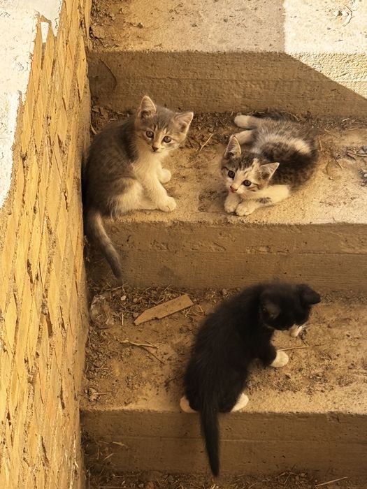 Отдам котят 2х месячных