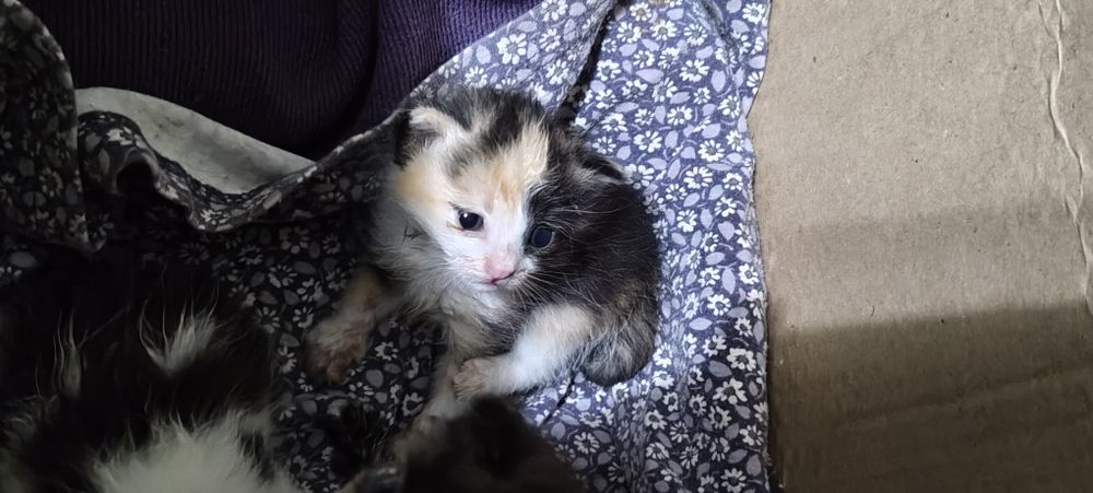 Отдам котят даром