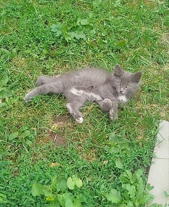 Отдам котят в добрые руки