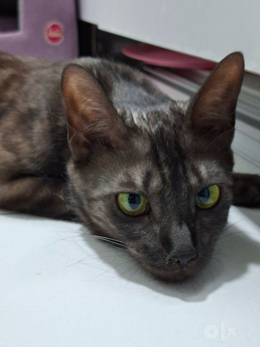 Bengal. Toza qonli bengal mushuk. Bengal mushuk. Mushuk.
