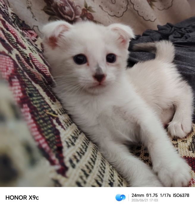 Продам котят  3 девочки метиски