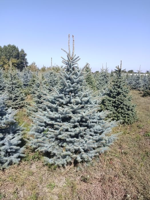 Голубые елки крупномеры