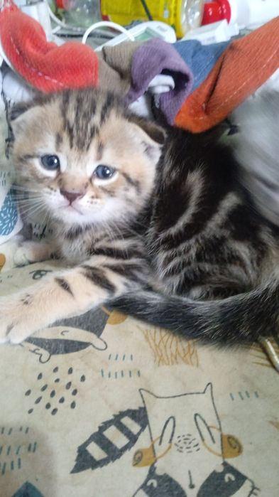 котенок шотландский  страйт