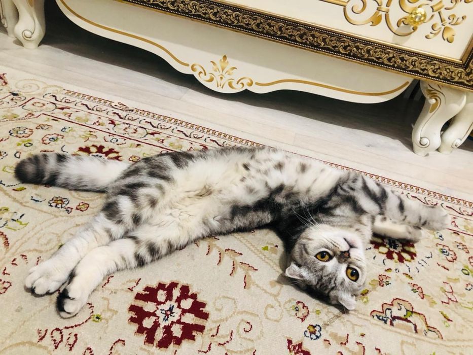 Кот шотладский вислоухий