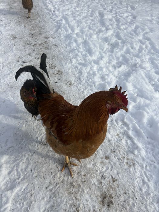 Продам молодых петухов