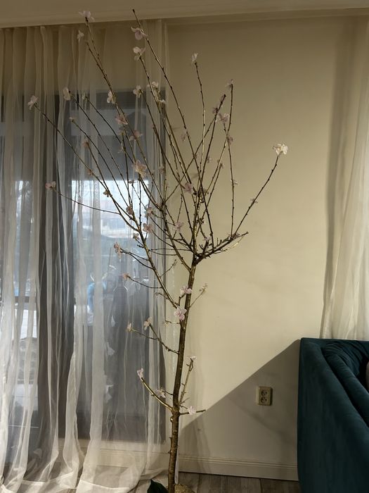 Декоративно дърво