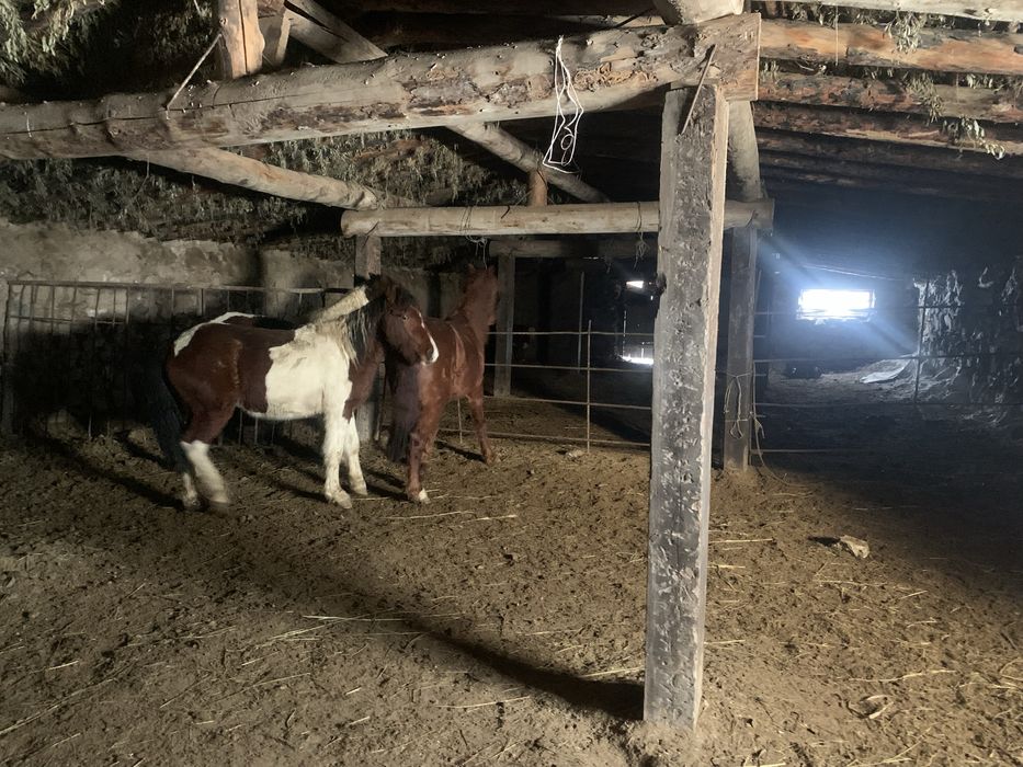 1,5 жасар тайлар