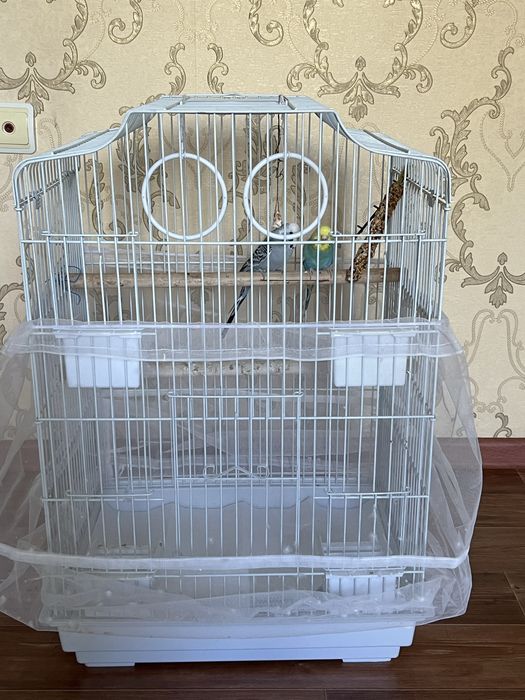 Продам попугаев с клеткой