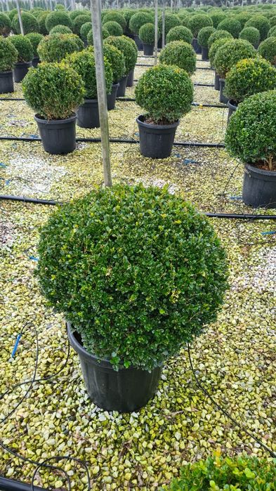 Buxus cryptomeria japonica