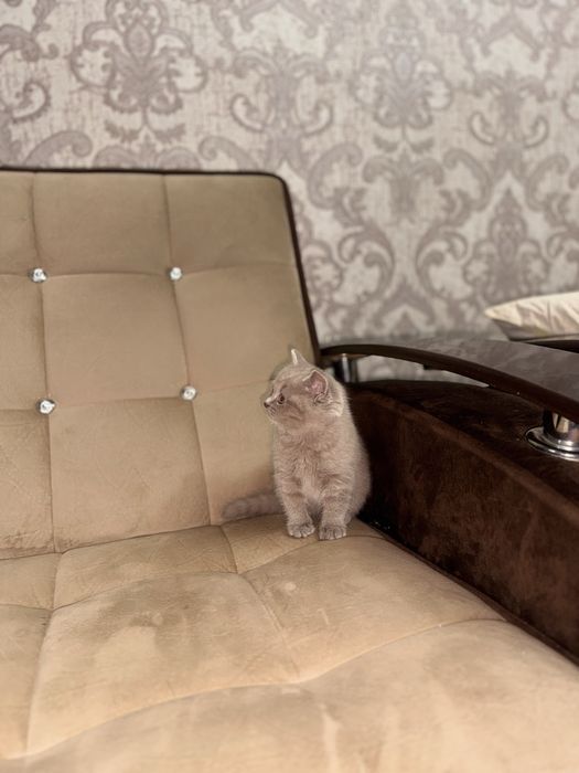 Скоттиш-страйт девочка голубого окраса