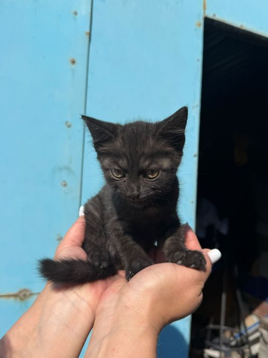 Отдам котят в хорошие руки