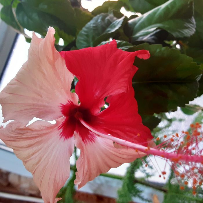 Гибискусы сортовые комнатные !