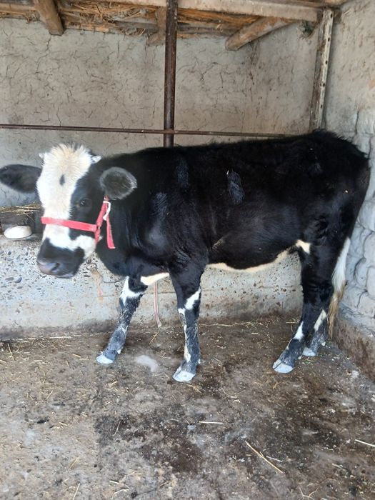 Моллар сотилади  манзил самарканд жомбойда