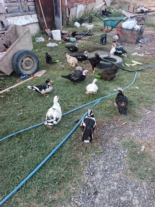 Продам Индаутки курицы