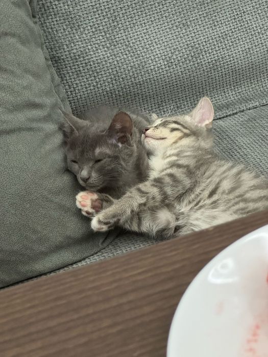 Котять  британский коротка шерсть