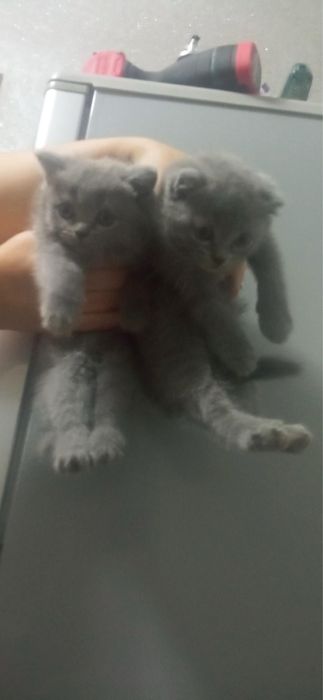 Срочно продаются котята, чистокровные