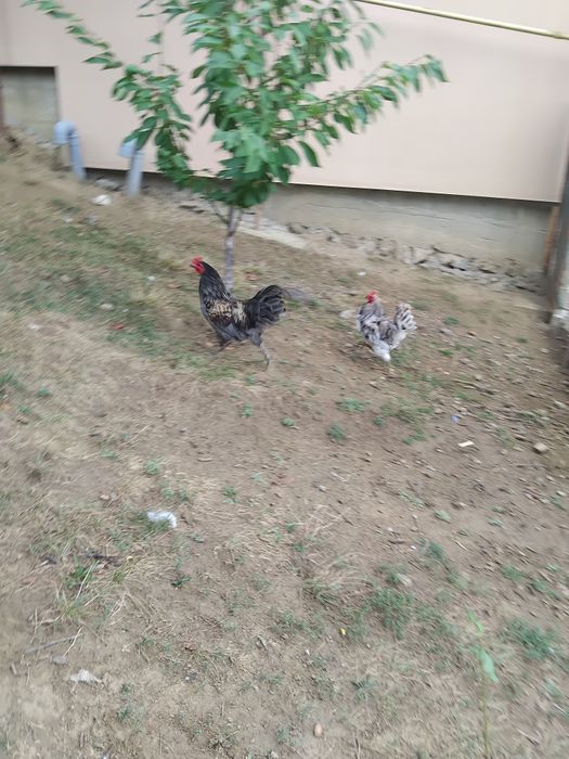 Vind cocosi araucana si ameraucana