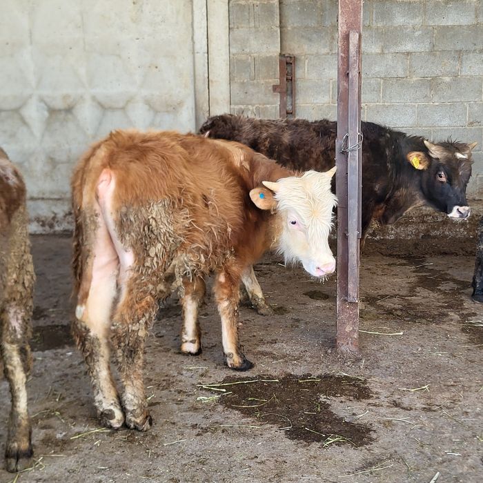 Продам 10 голов бычков