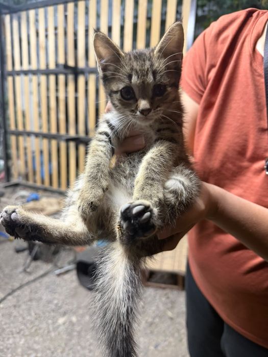 Котята бесплатно в добрые руки