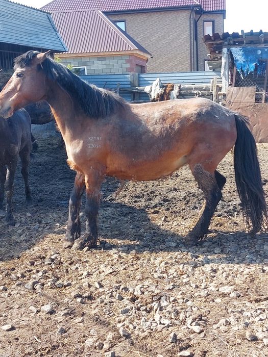 Продам жеребых кобыл