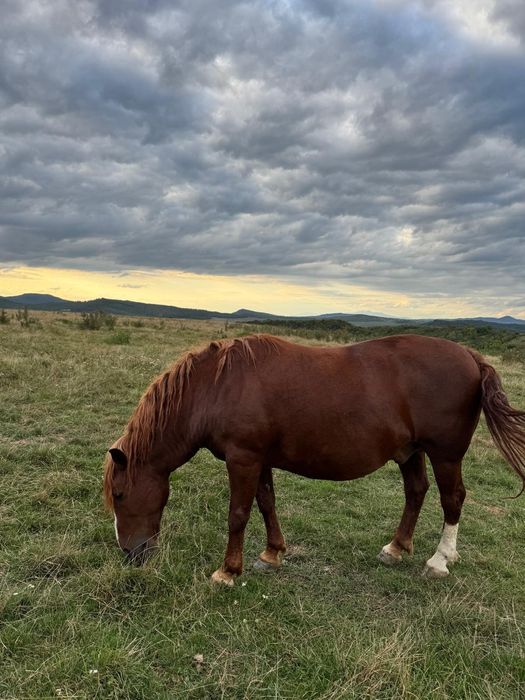 Vând cal de 8 ani