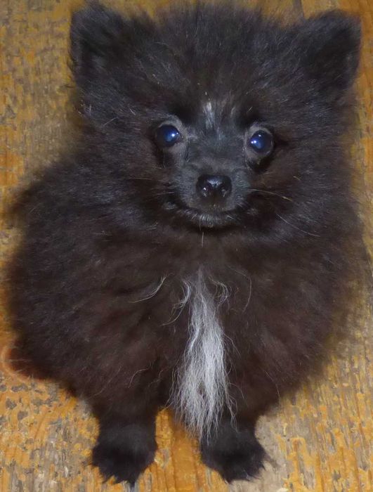 Spitz Pomeranian
