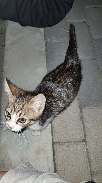Adopție pisică , TECHIRGHIOL