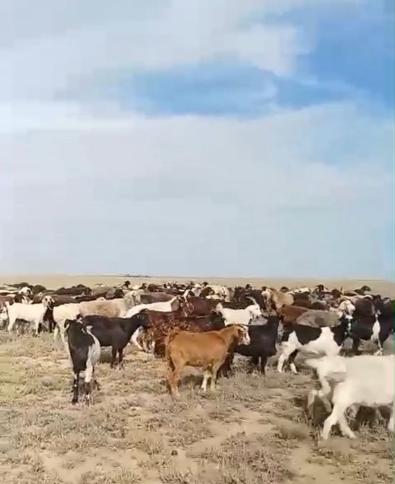 100 бас Ешкі сатылады