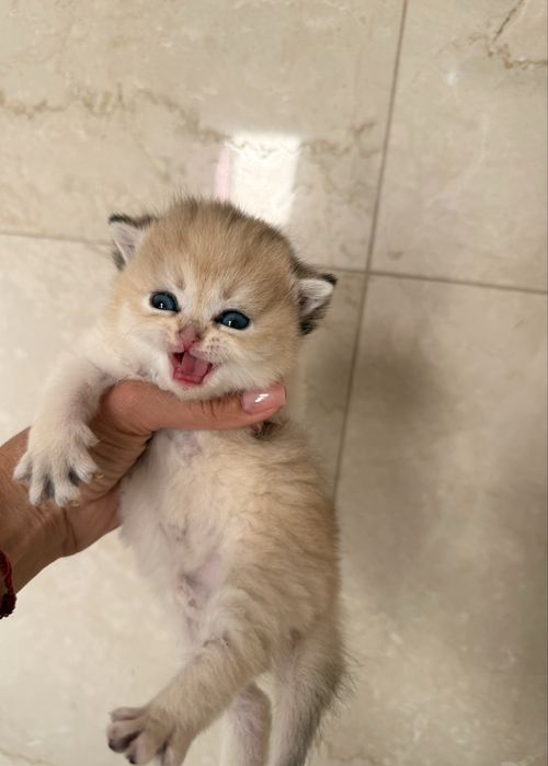Шотландские шиншиллы