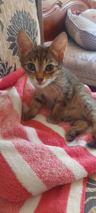 Котёнок 2.5 месяца.