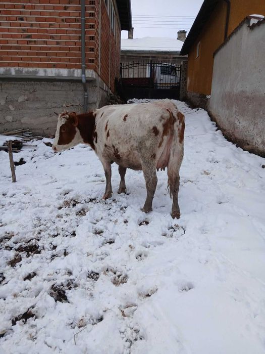 Продавам крави и юници преди отелване