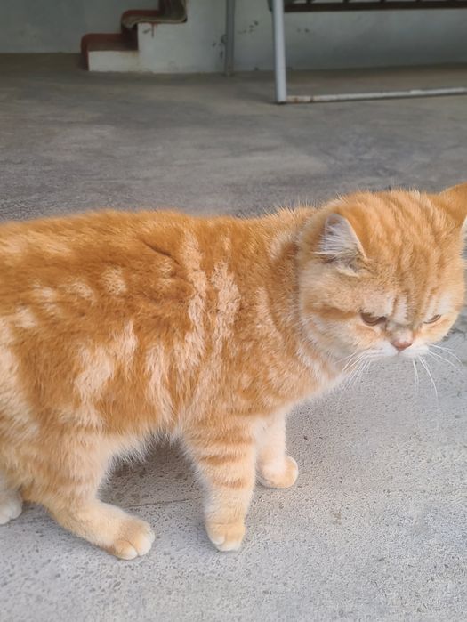 Vyaska bepul, padarkagamas ko'paytirishga