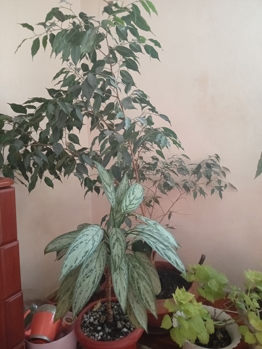 Комнатные цветы большие