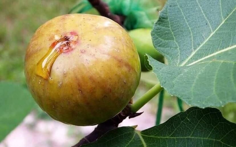 Smochin BIFER 2 productii pe an