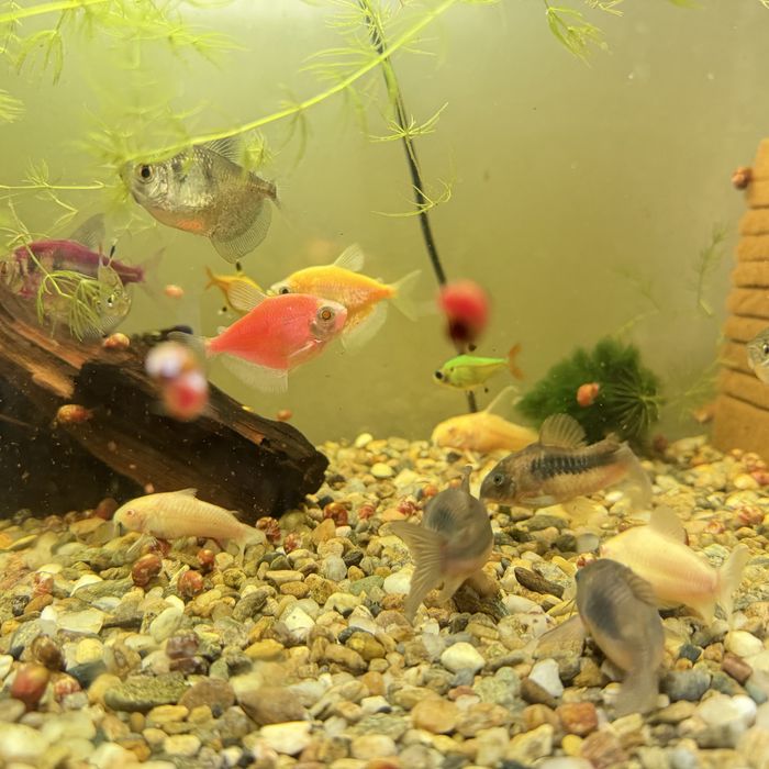 Pestisori acvariu