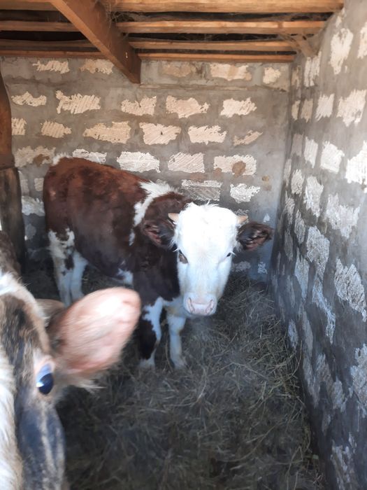 Продам 2 бычков и 1 телку.