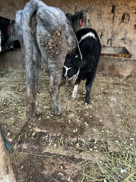 Бұзаулы Сиыр Сатылады