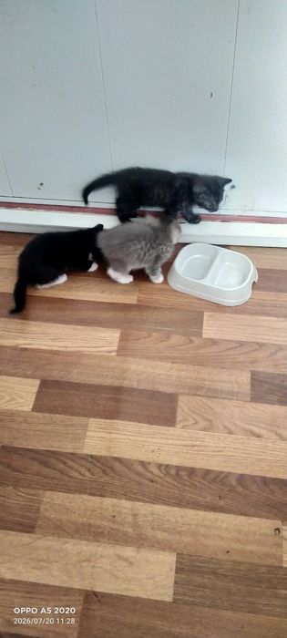 Отдам котенки 3 шт