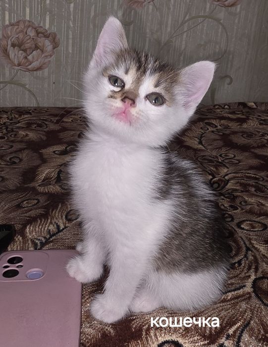 Отдам котят в добрые руки