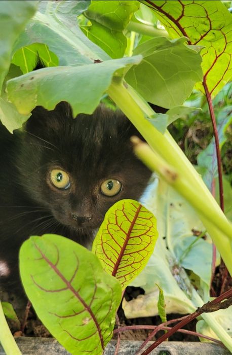 Котятки-смешарики, 2 месяца