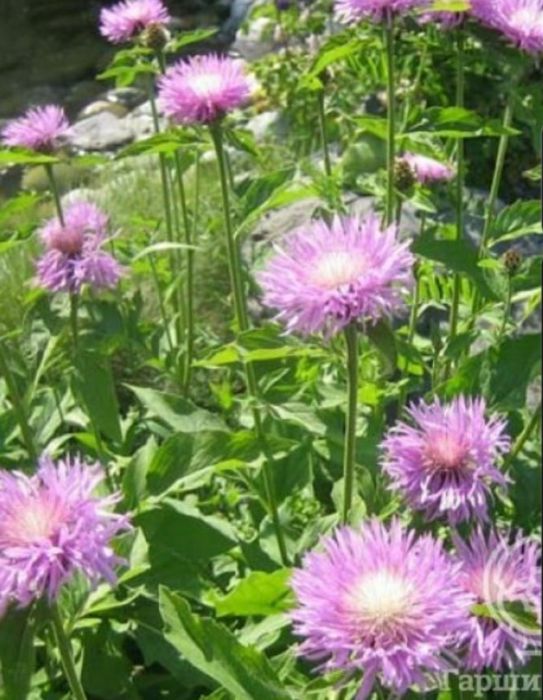 Цветы многолетки