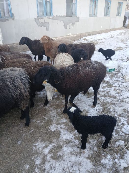 Қойлар сатылады, қошақандарымен