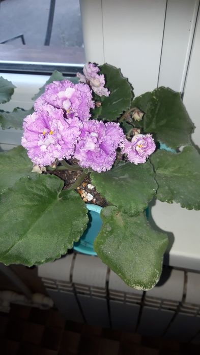 Цветы сенсополия-фиалка узумбарская махровая,сортовые горшочки земля!