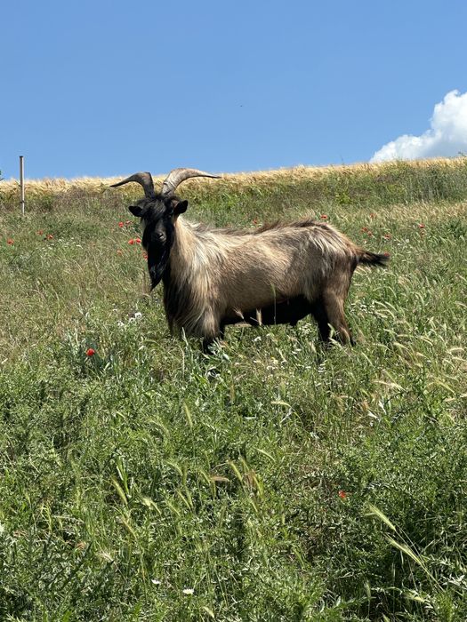 Vând țap alpin francez