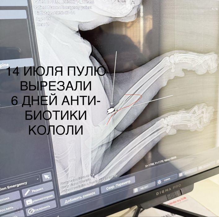 Кот с временными проблемами со здоровьем